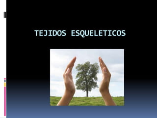 TEJIDOS ESQUELETICOS
 