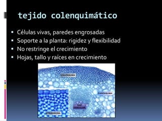 tejido colenquimático
   Células vivas, paredes engrosadas
   Soporte a la planta: rigidez y flexibilidad
   No restringe el crecimiento
   Hojas, tallo y raíces en crecimiento
 