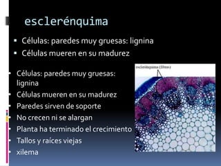 esclerénquima
  Células: paredes muy gruesas: lignina
  Células mueren en su madurez

• Células: paredes muy gruesas:
  lignina
• Células mueren en su madurez
• Paredes sirven de soporte
• No crecen ni se alargan
• Planta ha terminado el crecimiento
• Tallos y raíces viejas
• xilema
 