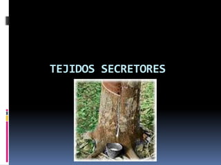 TEJIDOS SECRETORES
 