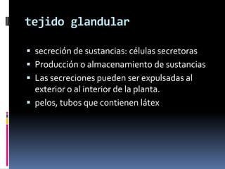 tejido glandular

 secreción de sustancias: células secretoras
 Producción o almacenamiento de sustancias
 Las secreciones pueden ser expulsadas al
  exterior o al interior de la planta.
 pelos, tubos que contienen látex
 