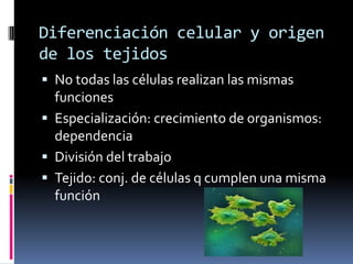 Diferenciación celular y origen
de los tejidos
 No todas las células realizan las mismas
  funciones
 Especialización: crecimiento de organismos:
  dependencia
 División del trabajo
 Tejido: conj. de células q cumplen una misma
  función
 