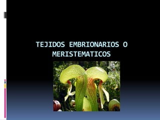 TEJIDOS EMBRIONARIOS O
    MERISTEMATICOS
 