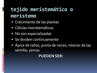 tejido meristemático o
meristemo
 Crecimiento de las plantas
 Células meristemáticas
 No son especializadas
 Se dividen continuamente
 Ápice de tallos, punta de raíces, interior de las
  semilla, yemas
               PUEDEN SER:
 