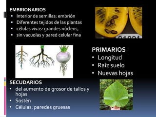 EMBRIONARIOS
 Interior de semillas: embrión
 Diferentes tejidos de las plantas
 células vivas: grandes núcleos,
 sin vacuolas y pared celular fina


                                      PRIMARIOS
                                      • Longitud
                                      • Raíz suelo
                                      • Nuevas hojas
SECUDARIOS
• del aumento de grosor de tallos y
  hojas
• Sostén
• Células: paredes gruesas
 