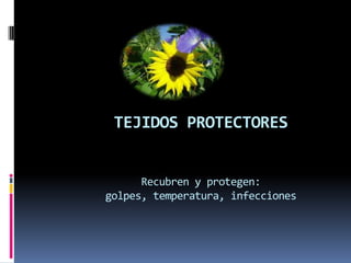 TEJIDOS PROTECTORES


      Recubren y protegen:
golpes, temperatura, infecciones
 