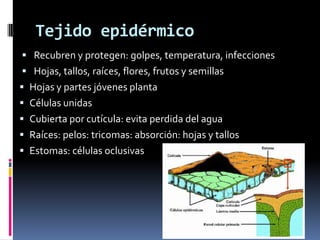 Tejido epidérmico
 Recubren y protegen: golpes, temperatura, infecciones
 Hojas, tallos, raíces, flores, frutos y semillas
 Hojas y partes jóvenes planta
 Células unidas
 Cubierta por cutícula: evita perdida del agua
 Raíces: pelos: tricomas: absorción: hojas y tallos
 Estomas: células oclusivas
 