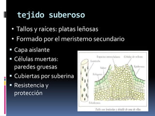 tejido suberoso
• Tallos y raíces: platas leñosas
• Formado por el meristemo secundario
 Capa aislante
 Células muertas:
  paredes gruesas
 Cubiertas por suberina
 Resistencia y
  protección
 