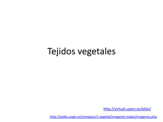 Tejidos vegetales




                                 http://virtual.ujaen.es/atlas/
http://webs.uvigo.es/mmegias/1-vegetal/imagenes-todas/imagenes.php
 