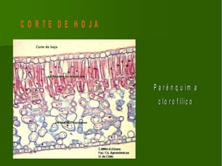 CO RTE DE HO JA




                  P a r é n q u im a
                   c lo r o f ílic o
 