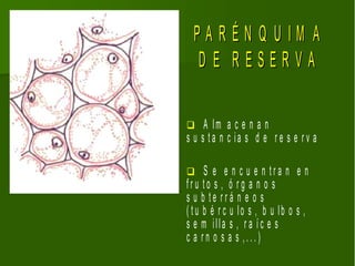 PARÉN Q U IM A
  D E RESERVA

    A lm a c e n a n
s u s ta n c ia s d e r e s e r v a

     S e e n c u e n tra n e n
fru to s , ó rg a n o s
s u b te rrá n e o s
( t u b é r c u lo s , b u lb o s ,
s e m illa s , r a íc e s
c a rn o s a s ,...)
 