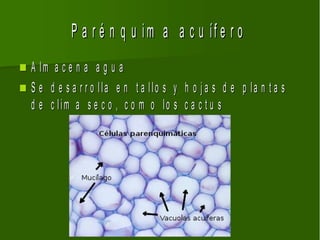 P a r é n q u im a a c u íf e r o
 A lm a c e n a a g u a
 S e d e s a r r o lla e n t a llo s y h o j a s d e p la n t a s
  d e c lim a s e c o , c o m o lo s c a c t u s
 