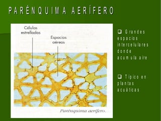 PARÉN Q U IM A AERÍFERO
                           G ra n d e s
                          e s p a c io s
                          in te r c e lu la r e s
                          donde
                          a c u m u la a ir e


                           T íp ic o e n
                          p la n ta s
                          a c u á t ic a s
 