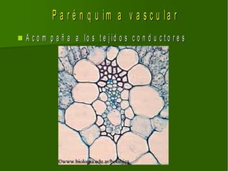 P a r é n q u im a v a s c u la r
   A c o m p a ñ a a lo s t e j id o s c o n d u c t o r e s
 