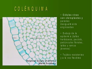 CO LÉN Q U IM A
                  • C é lu la s v iv a s
                  c o n c lo r o p la s t o s y
                  p a re d e s
                  d e s ig u a lm e n t e
                  e n g ro s a d a s

                  • D e b a jo d e la
                  e p id e r m is ( t a llo s
                  h e r b á c e o s , p e c ío lo ,
                  p e d ú n c u lo s f lo r a le s ,
                  t a llo s y r a m a s
                  jó v e n e s )

                  • T e jid o s r e s is t e n t e s
                  y a la v e z f le x ib le s
 