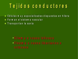 T e j id o s c o n d u c t o r e s
   C é lu la s m u y e s p e c ia liz a d a s d is p u e s t a s e n h ile r a
   F o r m a n e l s is t e m a v a s c u la r
   T r a n s p o r t a n la s a v ia




         X ile m a o v a s o s le ñ o s o s
         F lo e m a o v a s o s lib e r ia n o s o
          c r ib o s o s
 