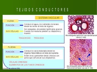 T E J ID O S C O N D U C T O R E S
 