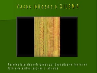V a s o s le ñ o s o s o X I L E M A




P a r e d e s la t e r a le s r e f o r z a d a s p o r d e p ó s it o s d e lig n in a e n
f o r m a d e a n illo s , e s p ir a s o r e t íc u la s
 
