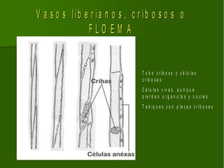 V a s o s lib e r ia n o s , c r ib o s o s o
               FLO EM A


                                T u b o c r ib o s o y c é lu la s
                                c r ib o s a s :
                                C é lu la s v iv a s , a u n q u e
                                p ie r d e n o r g á n u lo s y n ú c le o
                                T a b iq u e s c o n p la c a s c r ib o s a s
 