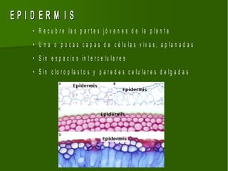 EPID ERM IS
   • R e c u b r e la s p a r t e s j ó v e n e s d e la p la n t a
   • U n a o p o c a s c a p a s d e c é lu la s v iv a s , a p la n a d a s
   • S in e s p a c io s in t e r c e lu la r e s
   • S in c lo r o p la s t o s y p a r e d e s c e lu la r e s d e lg a d a s
 