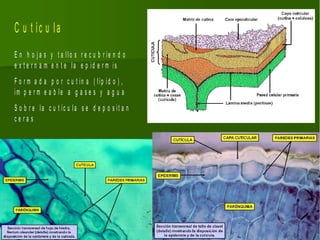 C u t íc u la
E n h o j a s y t a llo s r e c u b r ie n d o
e x t e r n a m e n t e la e p id e r m is
F o r m a d a p o r c u t in a ( líp id o ) ,
im p e r m e a b le a g a s e s y a g u a
S o b r e la c u t íc u la s e d e p o s it a n
ce ra s
 