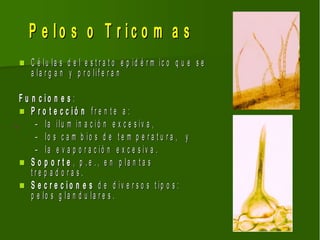 P e lo s o T r ic o m a s
   C é lu la s d e l e s t r a t o e p id é r m ic o q u e s e
    a la r g a n y p r o lif e r a n

F u n c io n e s :
 P r o t e c c ió n fre n te a :
     – la ilu m in a c ió n e x c e s iv a ,
     – lo s c a m b io s d e t e m p e r a t u r a , y
     – la e v a p o r a c ió n e x c e s iv a .
 S o p o r t e , p . e . , e n p la n t a s
    tre p a d o ra s.
 S e c r e c i o n e s d e d iv e r s o s t ip o s :
    p e lo s g la n d u la r e s .
 