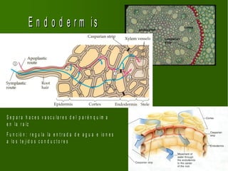 E n d o d e r m is




S e p a r a h a c e s v a s c u la r e s d e l p a r é n q u im a
e n la r a íz
F u n c ió n : r e g u la la e n t r a d a d e a g u a e io n e s
a lo s t e j id o s c o n d u c t o r e s
 