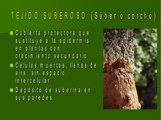 T E JID O S U B E R O S O (S ú b e r o co rch o )
 C u b ie r t a p r o t e c t o r a q u e
  s u s t it u y e a la e p id e r m is
  e n p la n t a s c o n
  c r e c im ie n t o s e c u n d a r io
 C é lu la s m u e r t a s , lle n a s d e
  a ir e , s in e s p a c io
  in t e r c e lu la r
 D e p ó s it o d e s u b e r in a e n
  su s p a re d e s
 