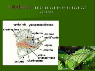 H id á t o d o s :   e sto m a s q u e se cre ta n a g u a p o r
                          g u t a c ió n
 