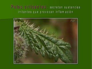 P e lo s u r t ic a n t e s :           s e c r e t a n s u s t a n c ia s
     ir r it a n t e s q u e p r o v o c a n in f la m a c ió n
 