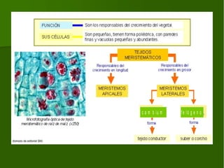 c a m b iu m   fe ló g e n o
 