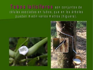 T u b o s la t ic íf e r o s                  so n    co n ju n to s d e
c é lu la s a s o c ia d a s e n t u b o s , q u e   e n lo s á r b o le s
       p u e d e n m e d ir v a r io s m e t r o s   ( h ig u e r a ) .
 