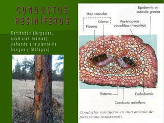 CONDUCTOS
   RESIN ÍFERO S
C a v id a d e s a la r g a d a s ,
a c u m u la n r e s in a s (
d e f ie n d e a la p la n t a d e
h o n g o s y f it ó f a g o s )
 