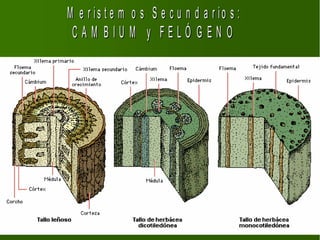 M e r is t e m o s S e c u n d a r io s :
 CAM BIU M y FELÓ GEN O
 