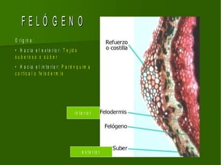 FELÓ G EN O
O r ig in a :
• H a c ia e l e x t e r io r : T e jid o
s u b e ro s o o s ú b e r
• H a c ia e l in te r io r : P a r é n q u im a
c o r tic a l o fe lo d e r m is




                                       in t e r io r




                                            e x te r io r
 