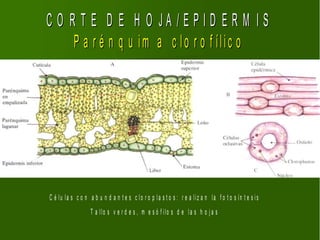 C O R T E D E H O JA /E P ID E R M IS
     P a r é n q u im a c lo r o f ílic o




C é lu la s c o n a b u n d a n t e s c lo r o p la s t o s : r e a liz a n la f o t o s ín t e s i s
                   T a llo s v e r d e s , m e s ó f ilo s d e la s h o j a s
 