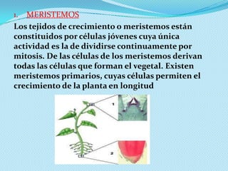 Tejidos vegetales | PPTX | Biological Sciences | Science