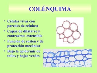 COLÉNQUIMA
• Células vivas con
paredes de celulosa
• Capaz de dilatarse y
contraerse: extensible
• Función de sostén y de
protección mecánica
• Bajo la epidermis de
tallos y hojas verdes
 