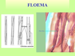 FLOEMA
 