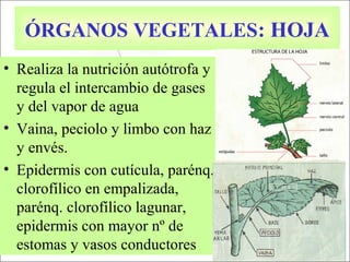 ÓRGANOS VEGETALES: HOJA
• Realiza la nutrición autótrofa y
regula el intercambio de gases
y del vapor de agua
• Vaina, peciolo y limbo con haz
y envés.
• Epidermis con cutícula, parénq.
clorofílico en empalizada,
parénq. clorofílico lagunar,
epidermis con mayor nº de
estomas y vasos conductores
 