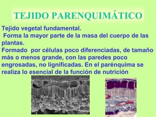 TEJIDO PARENQUIMÁTICO
Tejido vegetal fundamental.
Forma la mayor parte de la masa del cuerpo de las
plantas.
Formado por células poco diferenciadas, de tamaño
más o menos grande, con las paredes poco
engrosadas, no lignificadas. En el parénquima se
realiza lo esencial de la función de nutrición
 