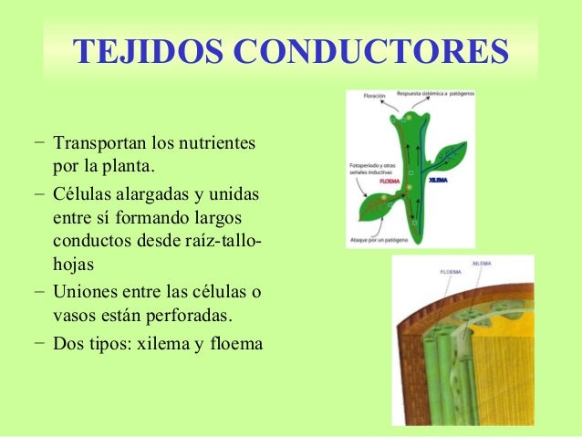 Tejidos vegetales