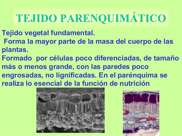 parénquima se realiza lo esencial de la función de nutrición parénquima se realiza lo esencial de la función de nutrición
