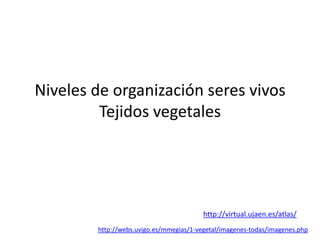 Niveles de organización seres vivos
Tejidos vegetales

http://virtual.ujaen.es/atlas/
http://webs.uvigo.es/mmegias/1-vegetal/imagenes-todas/imagenes.php

 