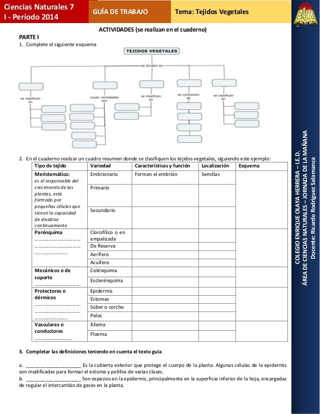 Tema: Tejidos Vegetales
COLEGIOENRIQUEOLAYAHERRERA–I.E.D.
ÁREADECIENCIASNATURALES–JORNADADELAMAÑANA
Docente:RicardoRodrígu...