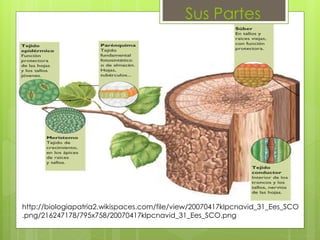 Sus Partes
http://biologiapatria2.wikispaces.com/file/view/20070417klpcnavid_31_Ees_SCO
.png/216247178/795x758/20070417klpcnavid_31_Ees_SCO.png
 