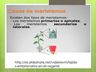 http://es.slideshare.net/valeriavm/tejido
s-embrionarios-en-el-vegetal
 