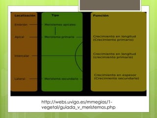 http://webs.uvigo.es/mmegias/1-
vegetal/guiada_v_meristemos.php
 