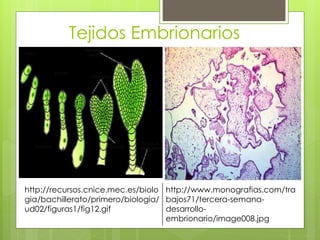 Tejidos Embrionarios
http://recursos.cnice.mec.es/biolo
gia/bachillerato/primero/biologia/
ud02/figuras1/fig12.gif
http://www.monografias.com/tra
bajos71/tercera-semana-
desarrollo-
embrionario/image008.jpg
 