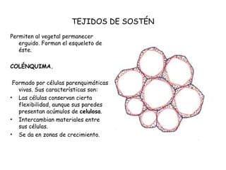 TEJIDOS DE SOSTÉN
Permiten al vegetal permanecer
erguido. Forman el esqueleto de
éste.
COLÉNQUIMA.
Formado por células parenquimáticas
vivas. Sus características son:
• Las células conservan cierta
flexibilidad, aunque sus paredes
presentan acúmulos de celulosa.
• Intercambian materiales entre
sus células.
• Se da en zonas de crecimiento.
 